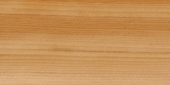 Libanon cedar