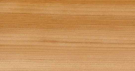 Libanon cedar