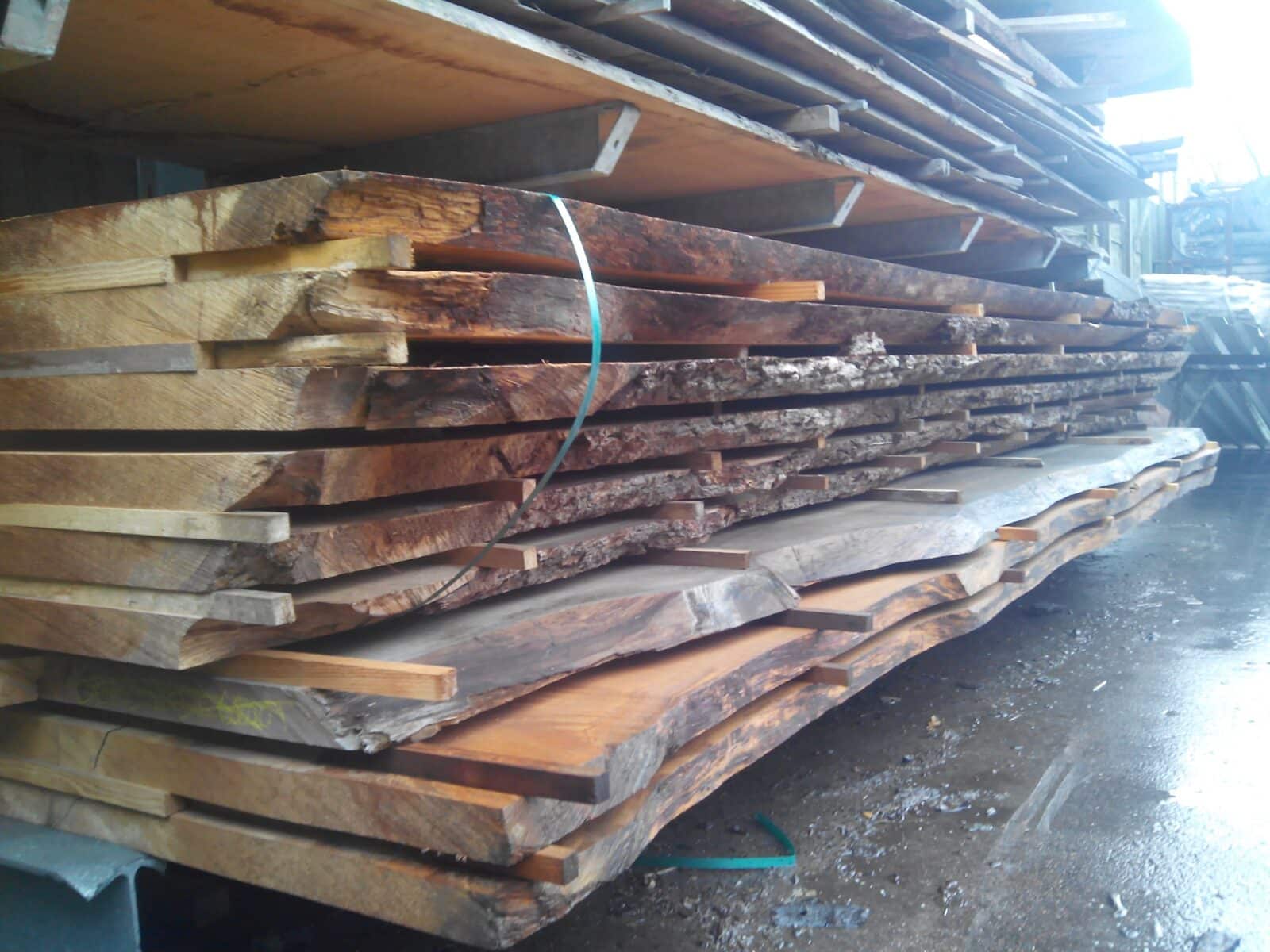 Libanon Cedar stamdelen