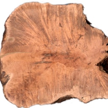 Bruyere knol